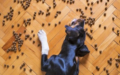 Bli en hundfoderdetektiv