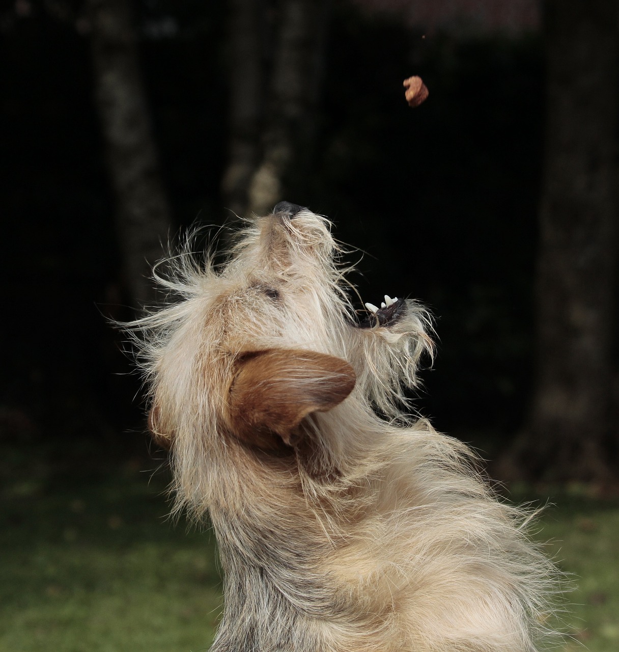 dog-gdd67f1430_1280