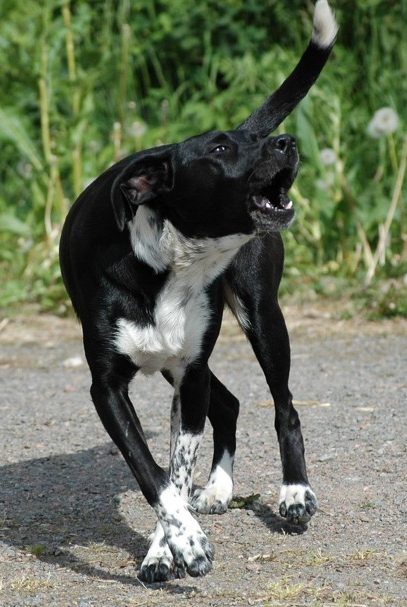 Dog barking